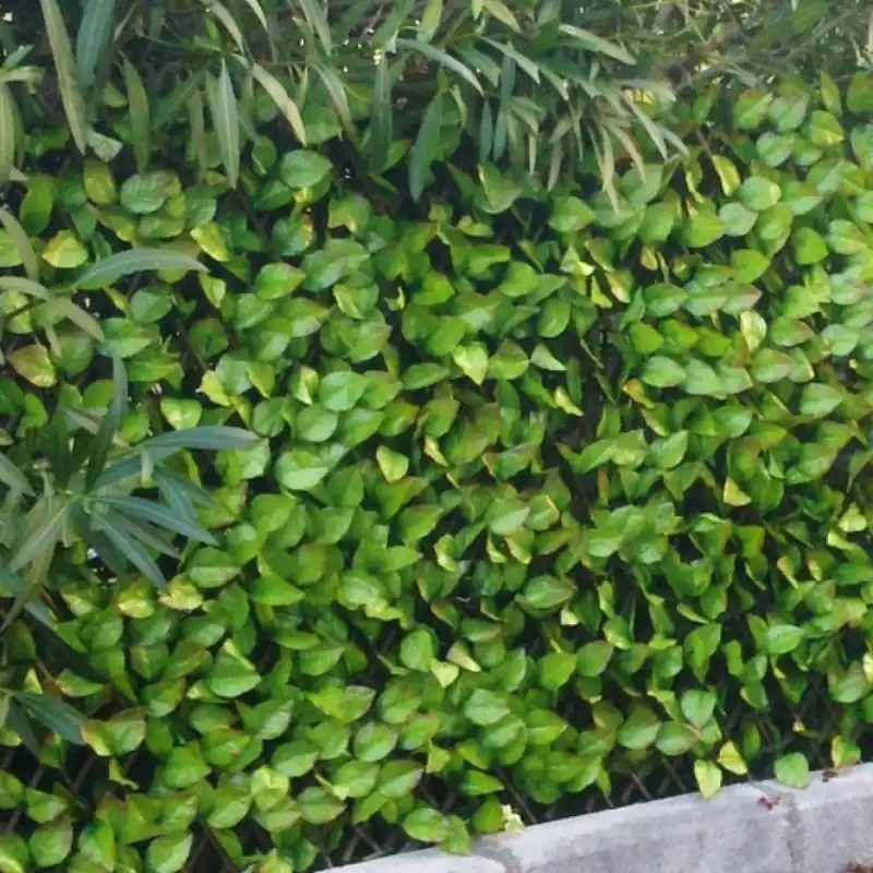 Treillis feuilles de rosier 1 x 2 m Offre Spéciale